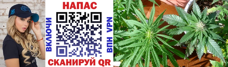 Купить где Мурино Шишки марихуана White Widow